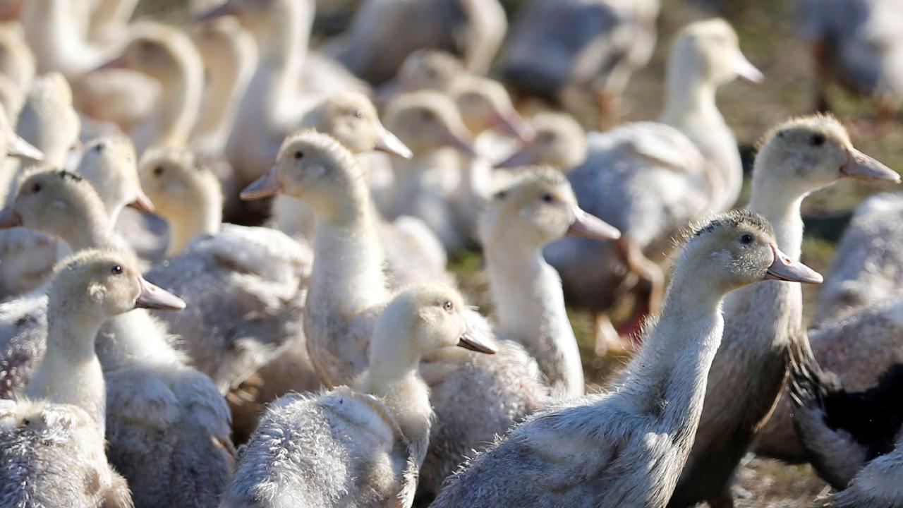 Yeni kuş gribi varyantı: 119 bin hayvan itlaf edildi